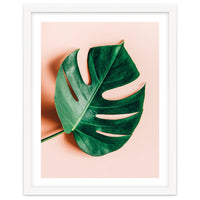 Monstera Shadow