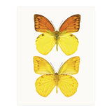 Cc Butterflies 08 (Print Only) thumbnail