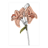 Lily (Print Only) thumbnail