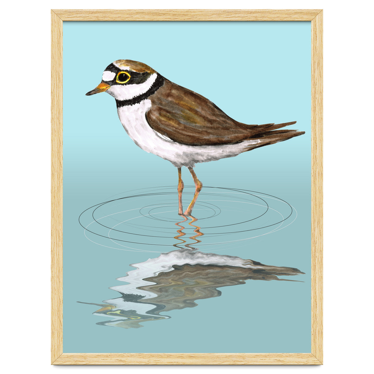 Little ringed  plover