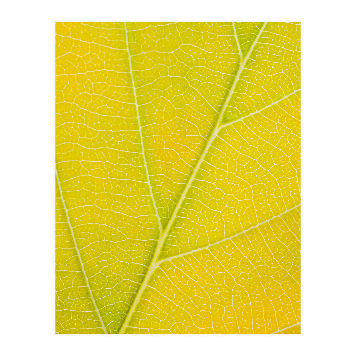 Autumn Leaf (Print Only)