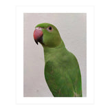 Cute Indian Parakeet (Print Only) thumbnail