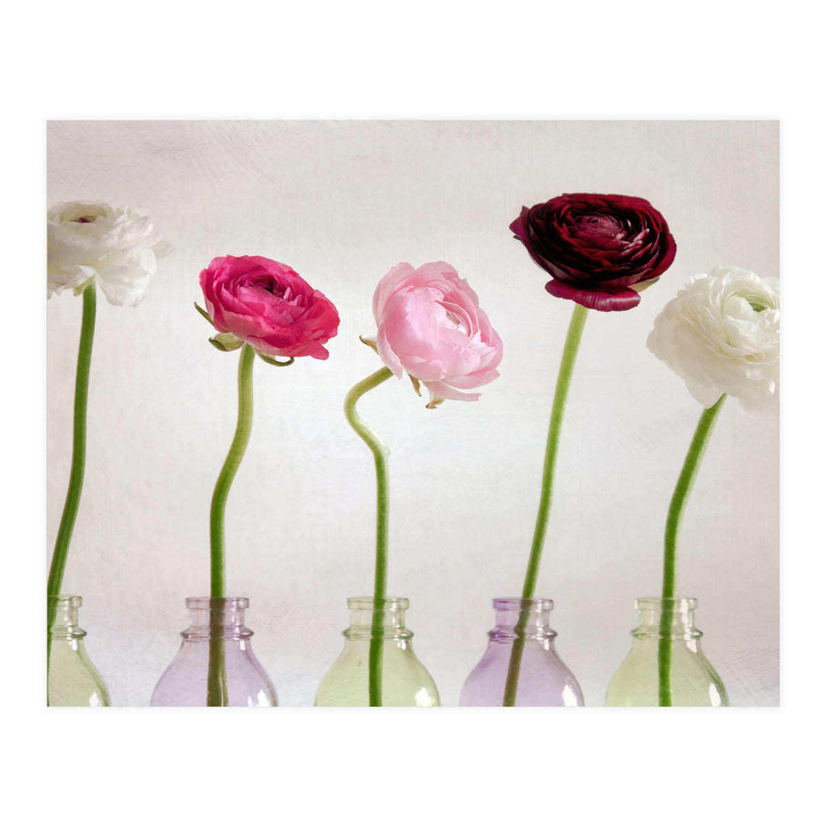 Ranunkulus (Print Only)