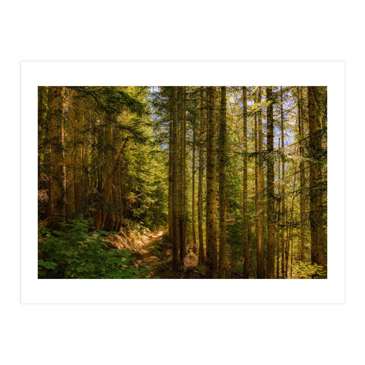 Cascade Trail (Print Only)