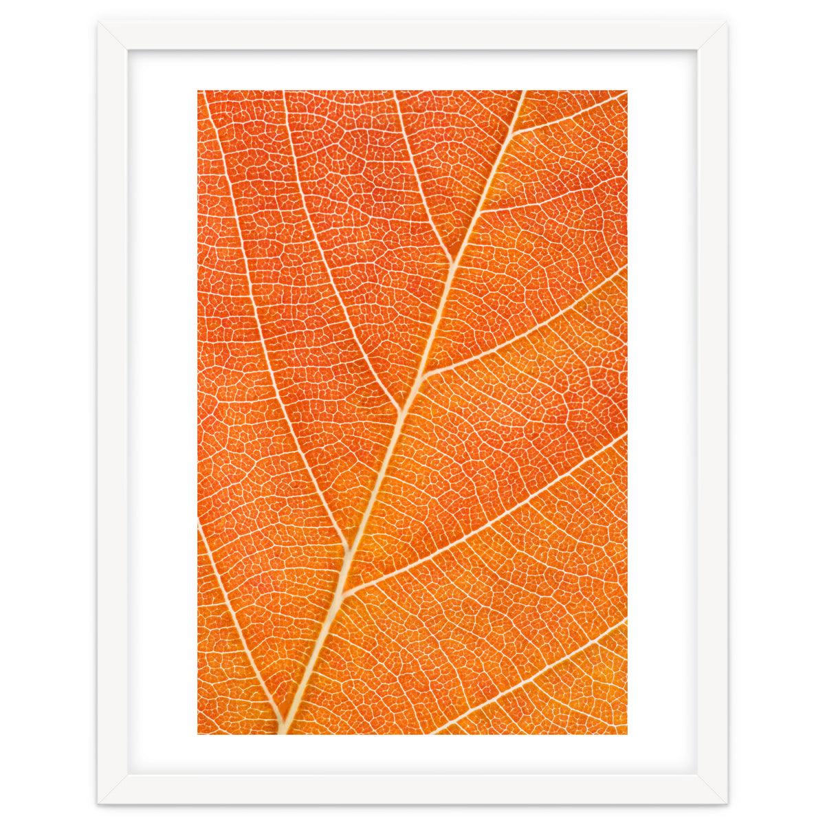 Autumn Leaf
