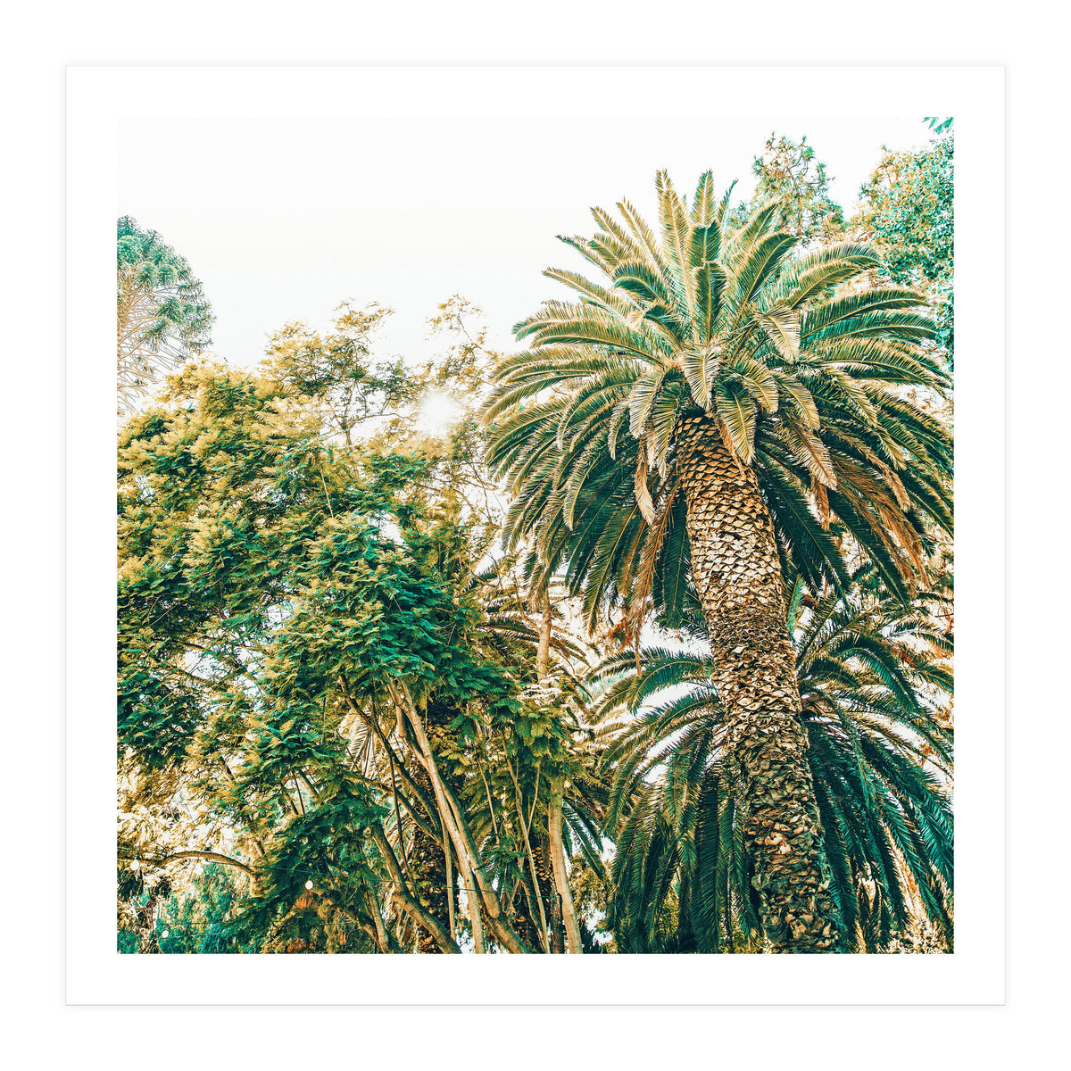 Newport (Print Only)