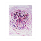 A Rose Is A Rose Std (Print Only) thumbnail