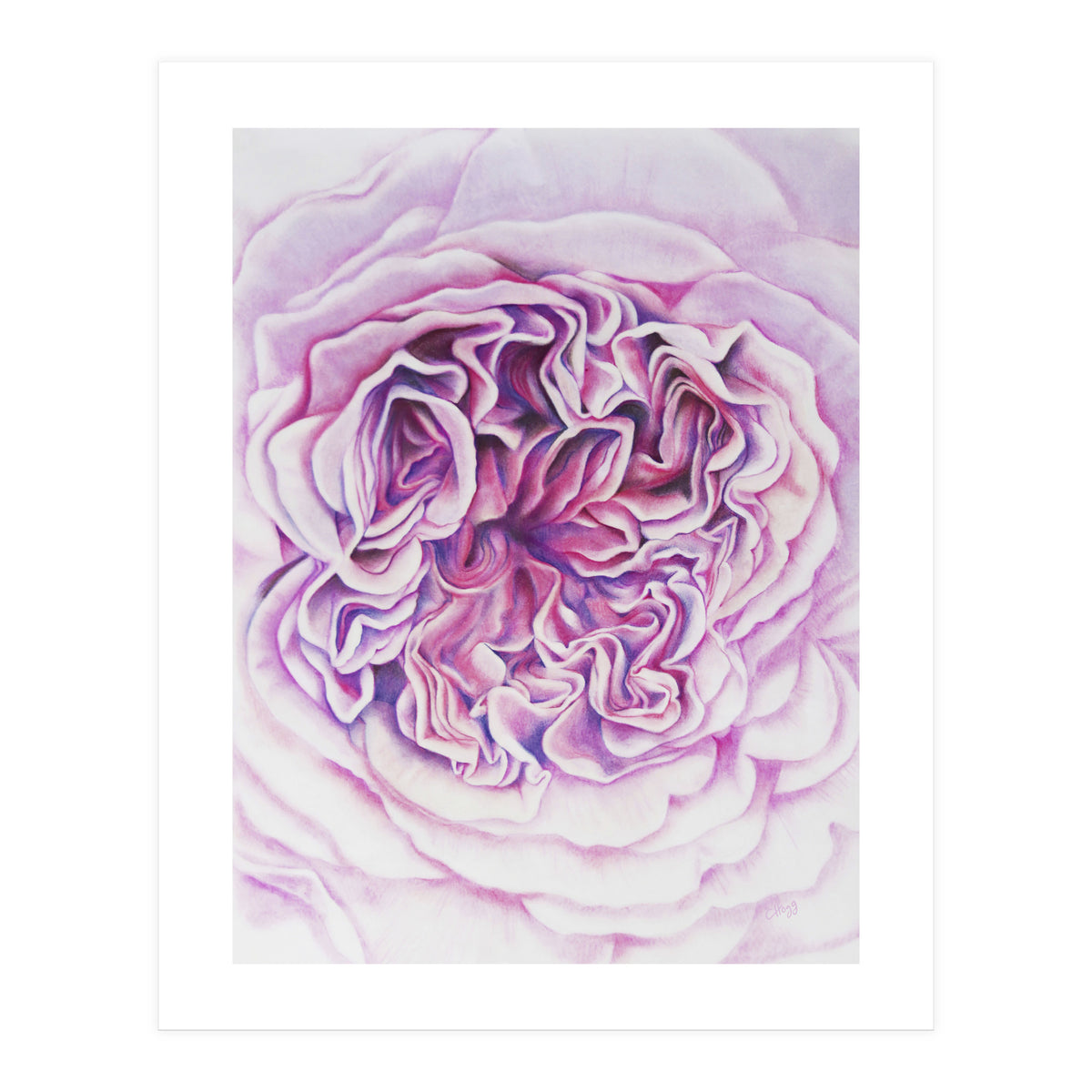 A Rose Is A Rose Std (Print Only)