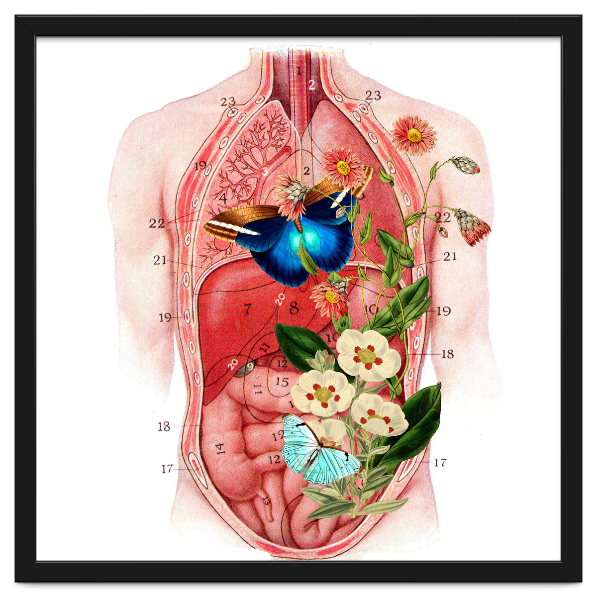 Butterflys In The Belly Makes Flower Grows