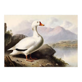 White Duck on the Lake Shore Vintage Painting (Print Only) thumbnail
