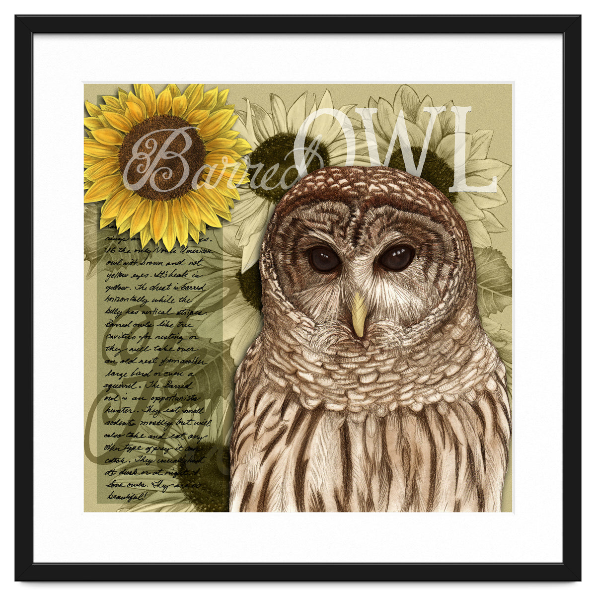 Sunflowers and Barred Owl