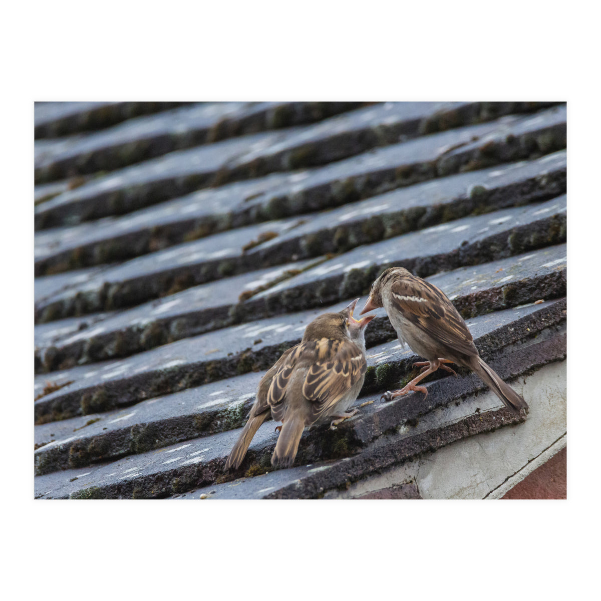 Feeding (Print Only)