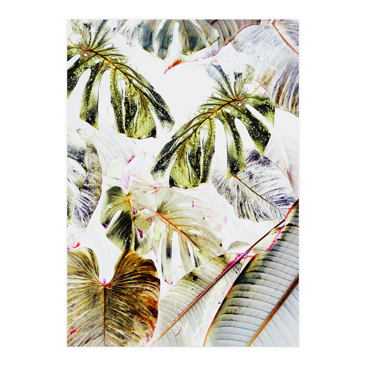 Vintage Tropica (Print Only)