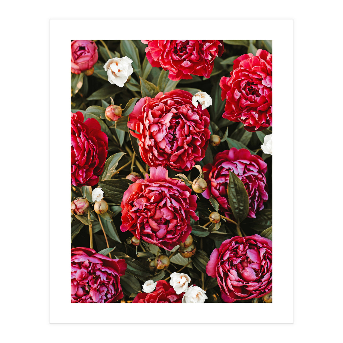 Blossom Love (Print Only)