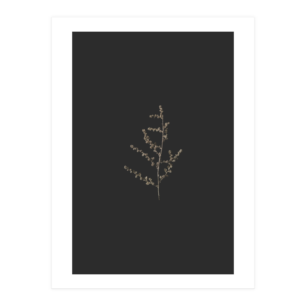 Dainty Botanicals in Gold and Black (Print Only)