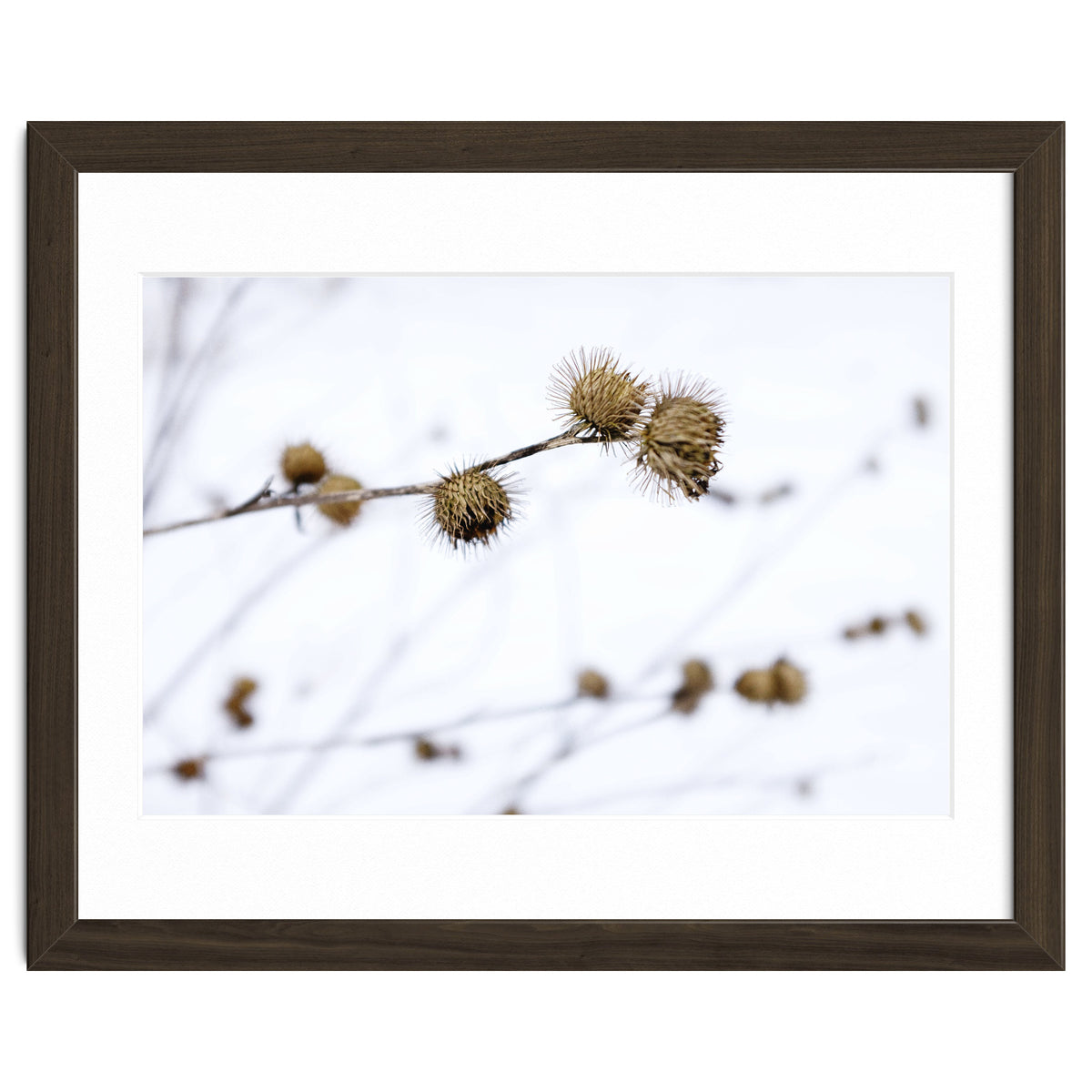 Winter Thistles
