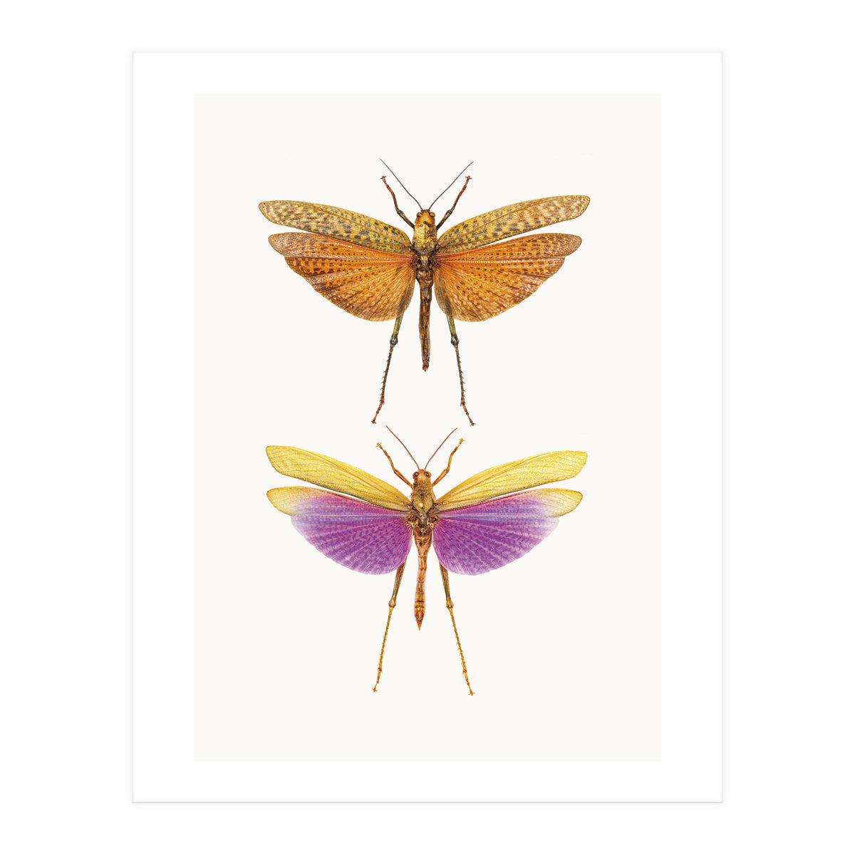 Cc Insects 01 (Print Only)