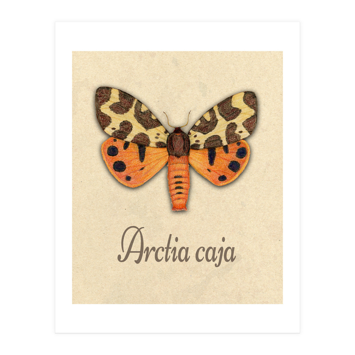 Garden tiger moth illustration (Print Only)