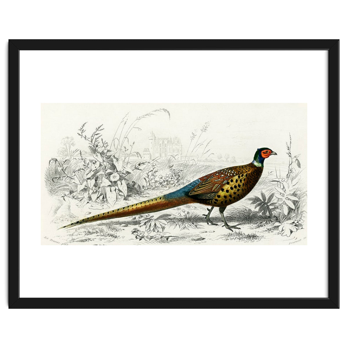 Ring-neckrd pheasant illustrated