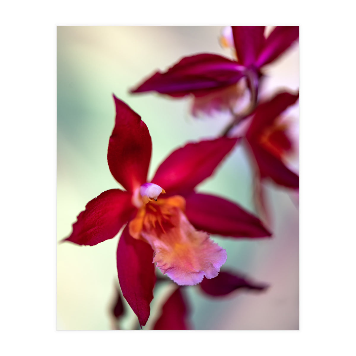 Orchidee Flower (Print Only)