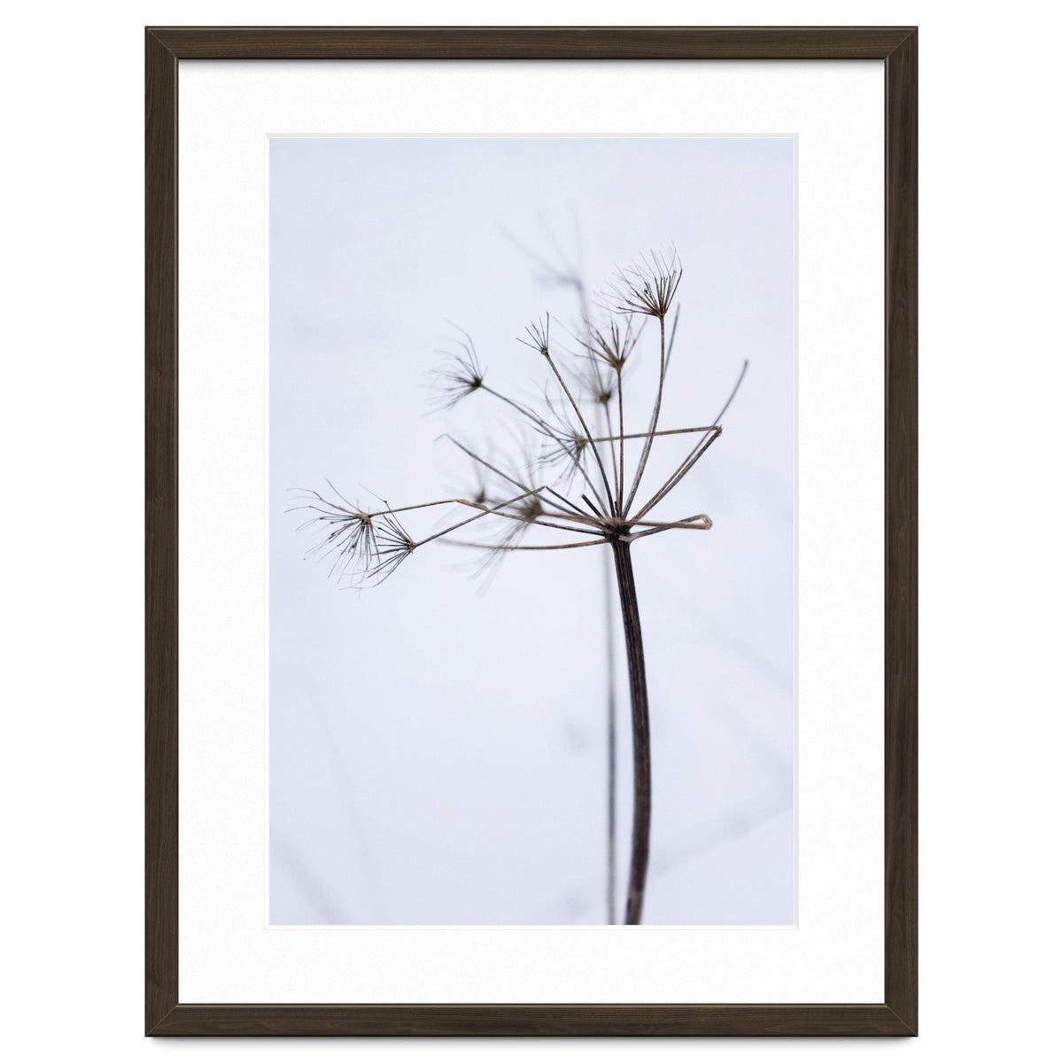 Wildflower in Winter