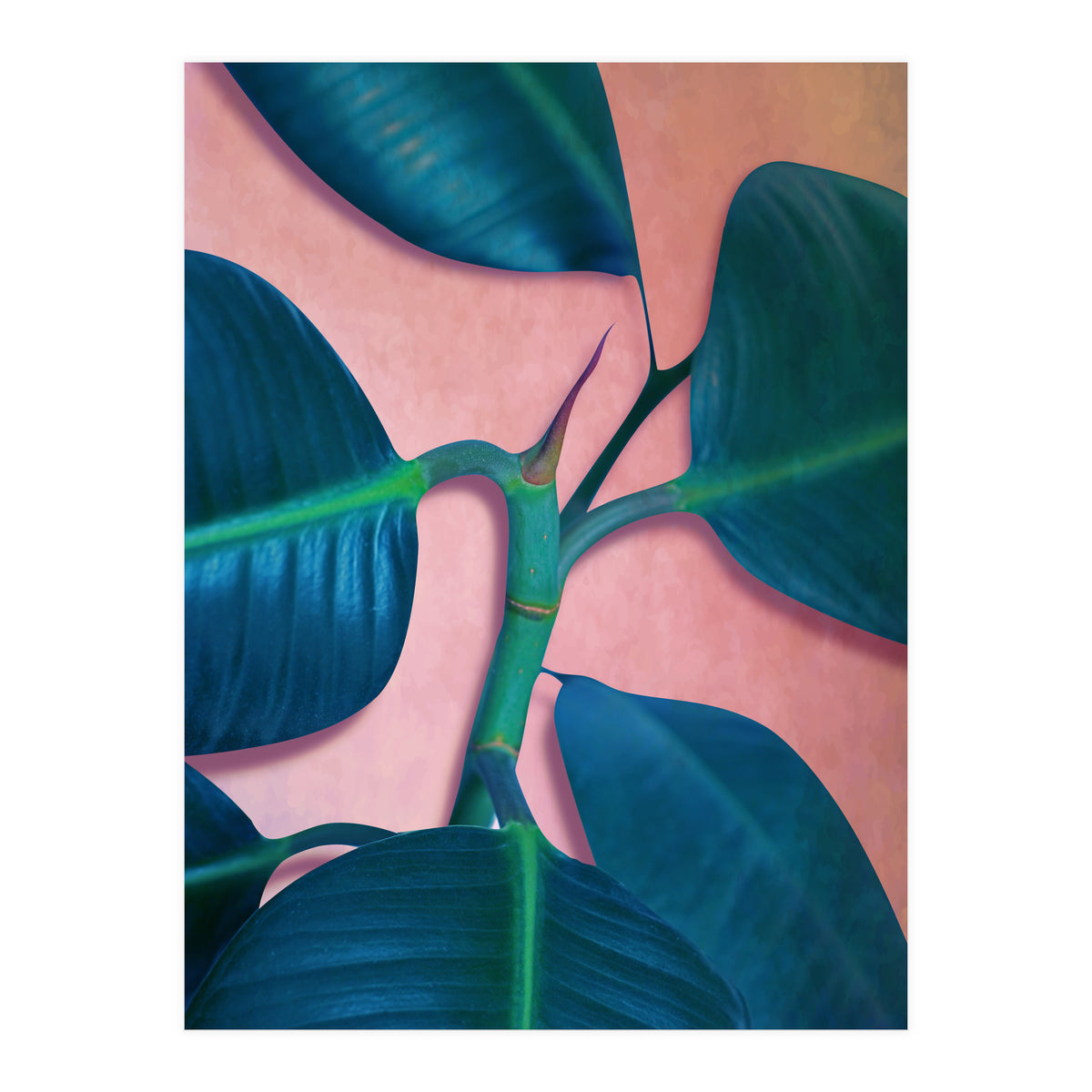 Ficus Elastica (Print Only)