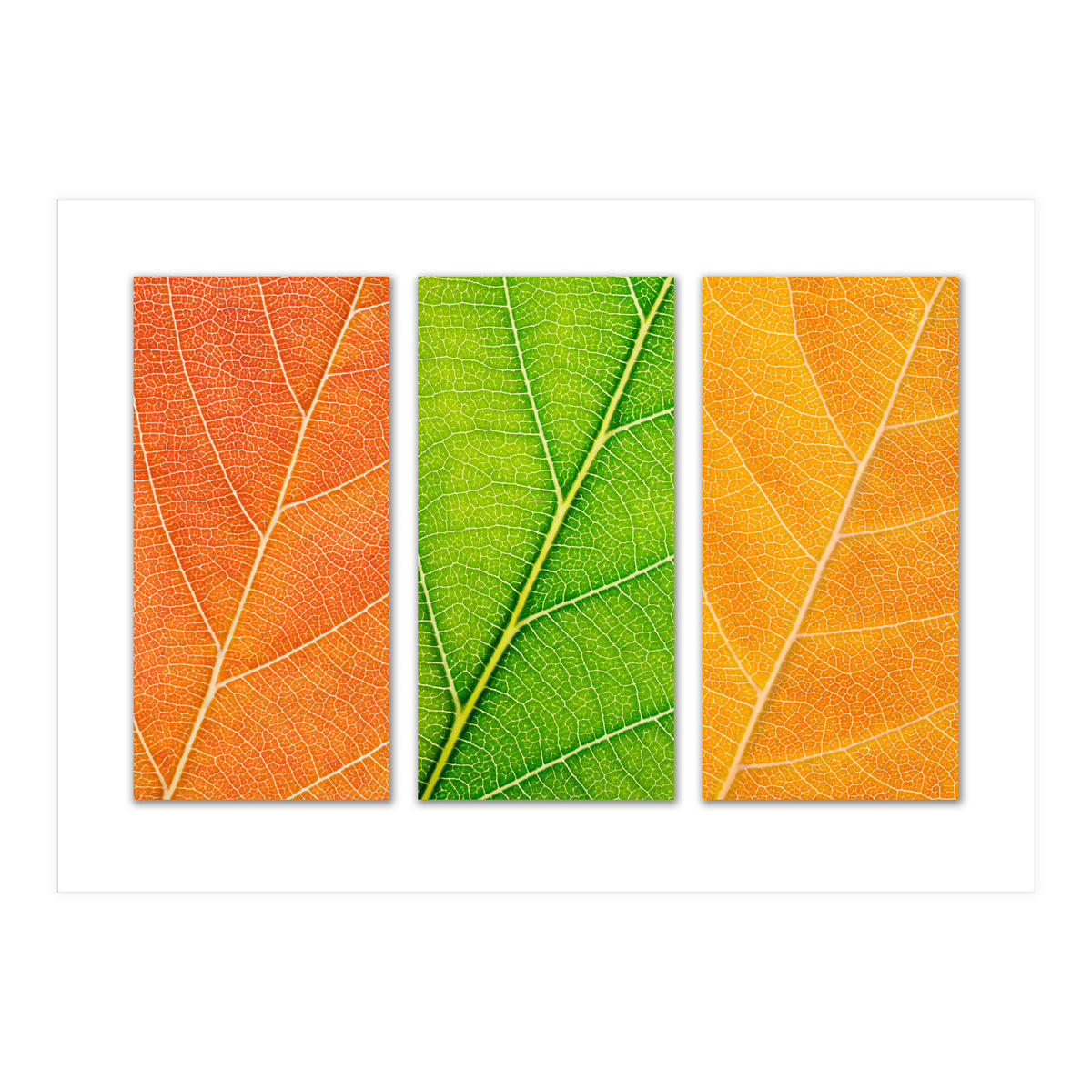 Autumn Leaves (Print Only)
