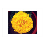 Yellow Chrysanthemum (Print Only) thumbnail