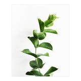 Eucalyptus (Print Only) thumbnail