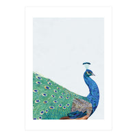 Peacock Portrait (Print Only)