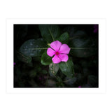 Floral vibes (Print Only) thumbnail