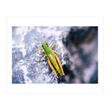 Acid Green (Print Only) thumbnail