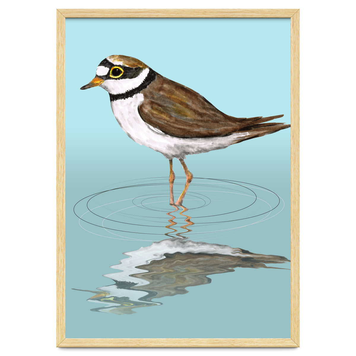 Little ringed  plover