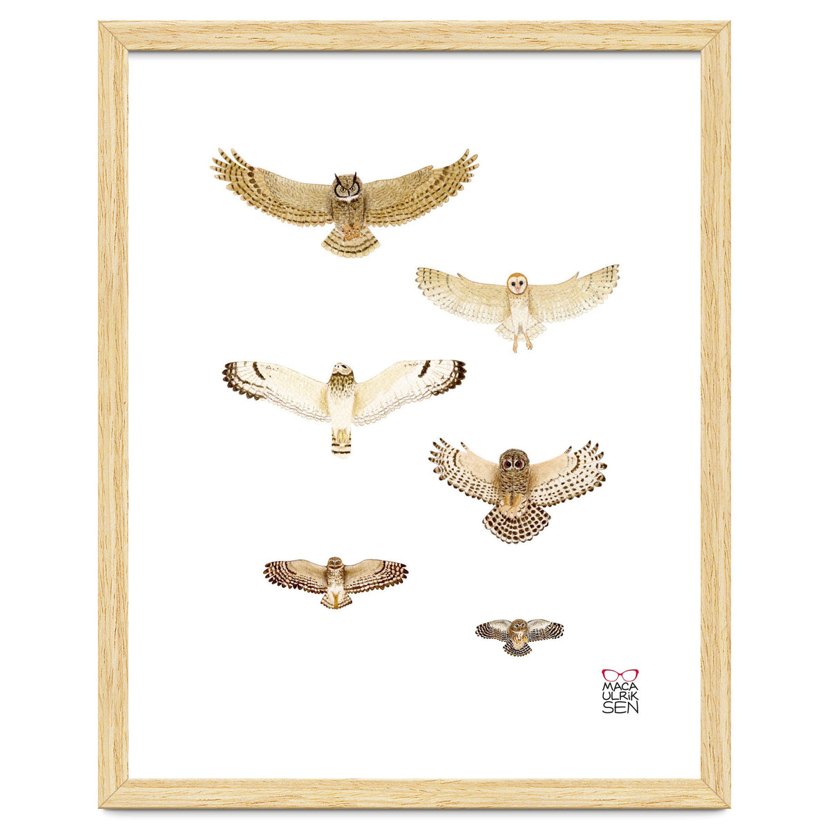 Typical owls & Barn owl