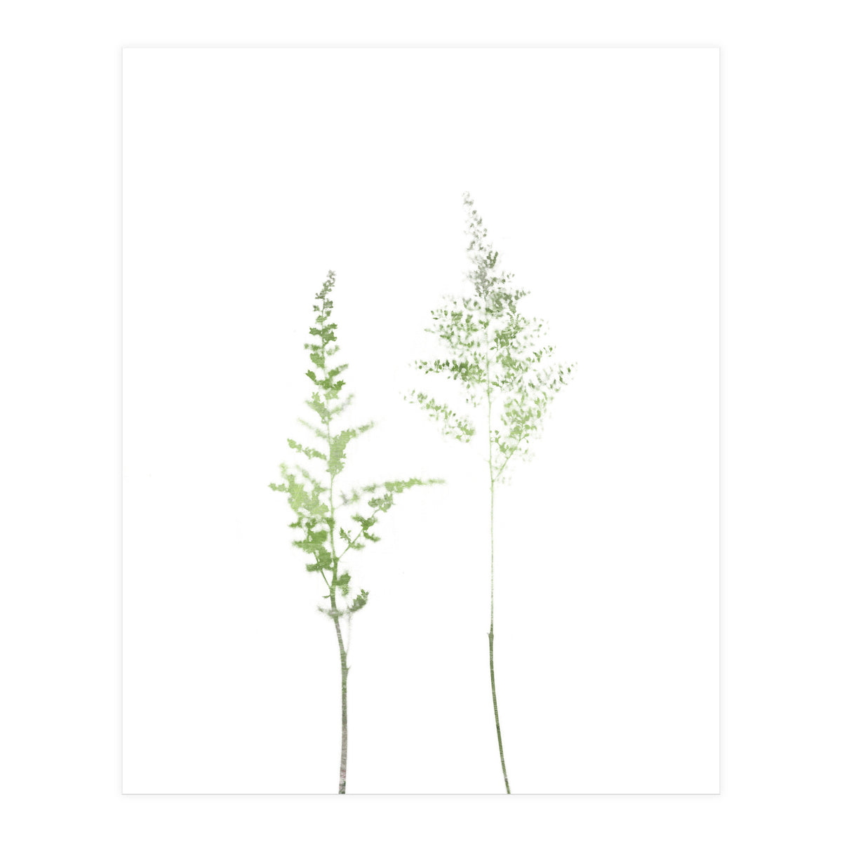 Olive Green Astilbe (Print Only)
