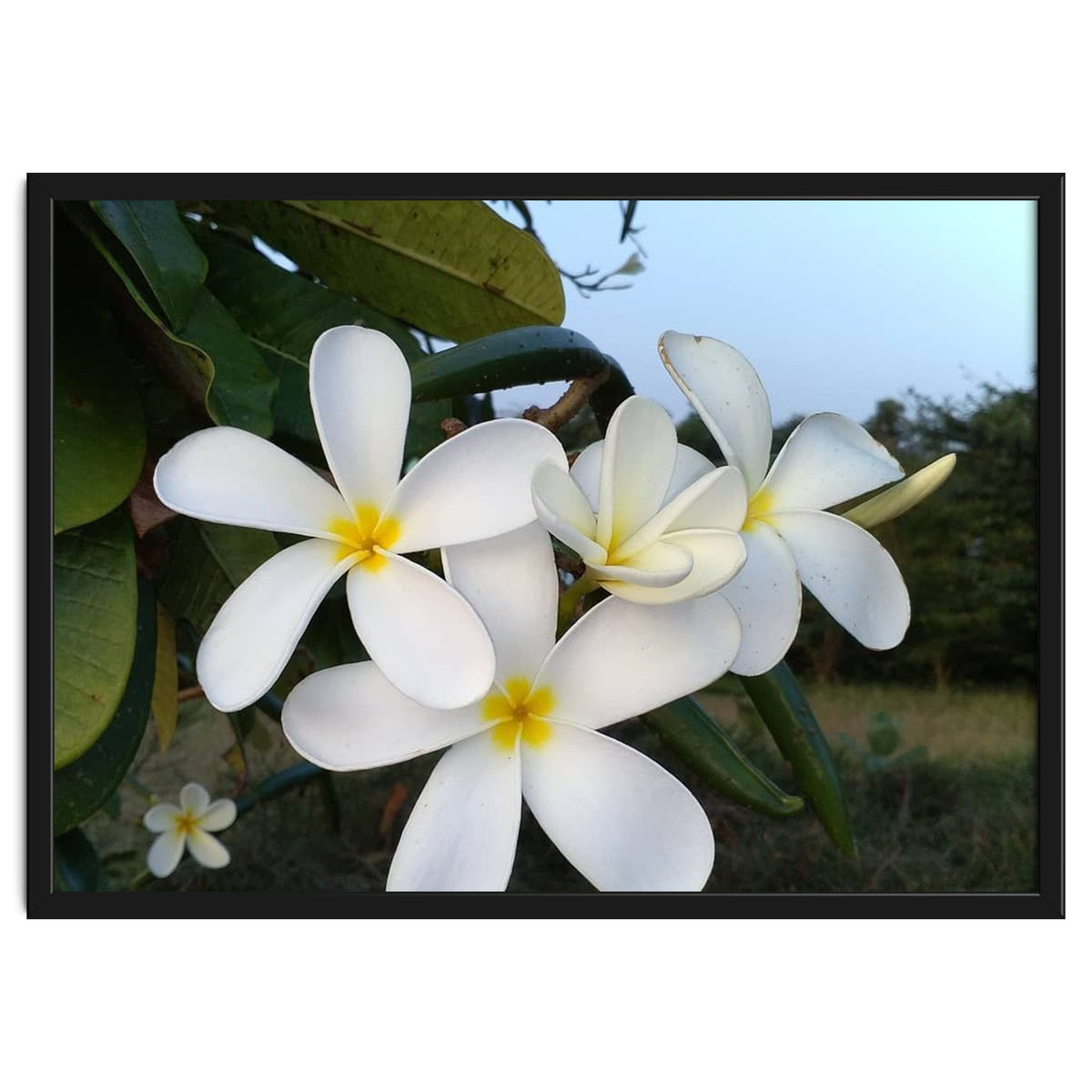 Frangipani