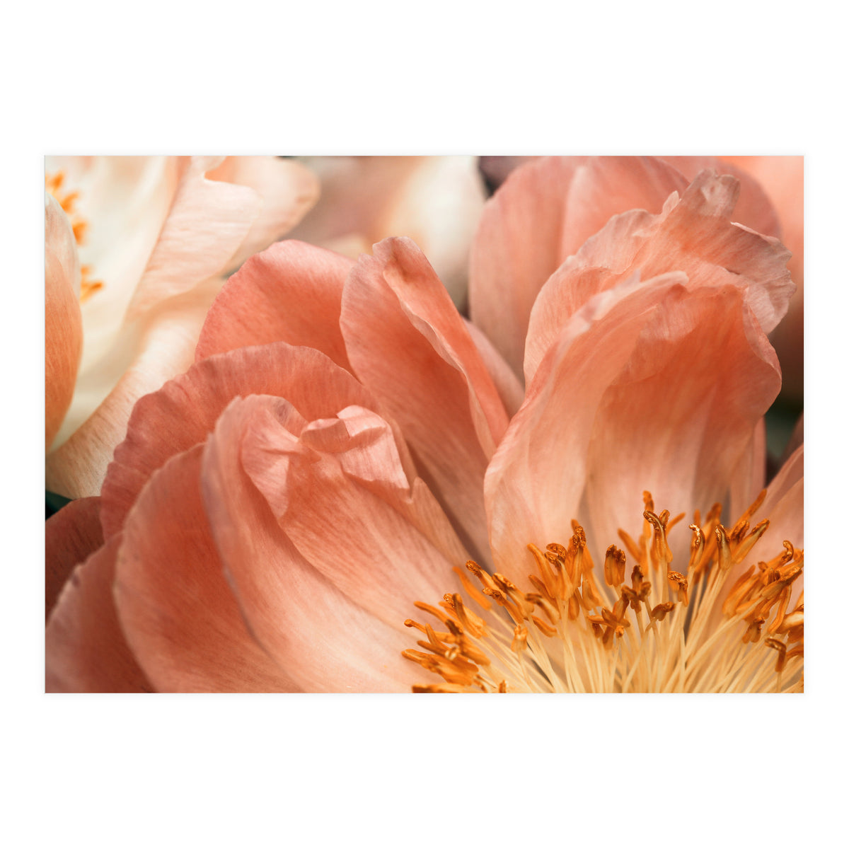 Coral Charm #1 (Print Only)