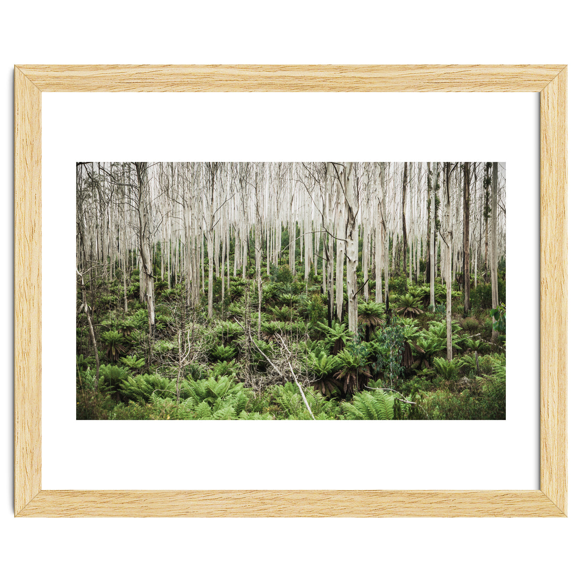 Forest After The Fire