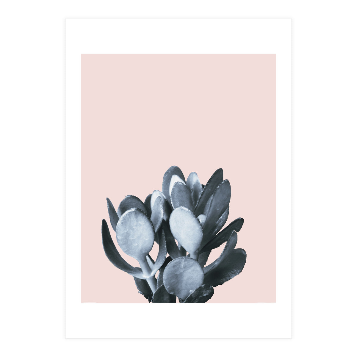 Cactus collection BL-II (Print Only)