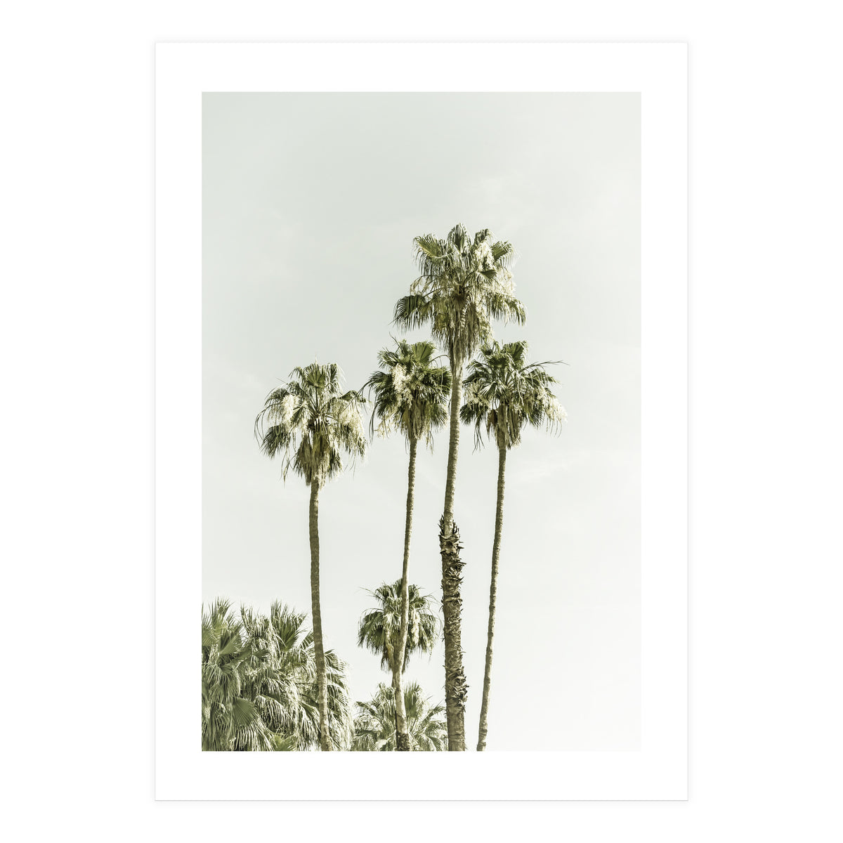 Palm Trees Summertime  (Print Only)