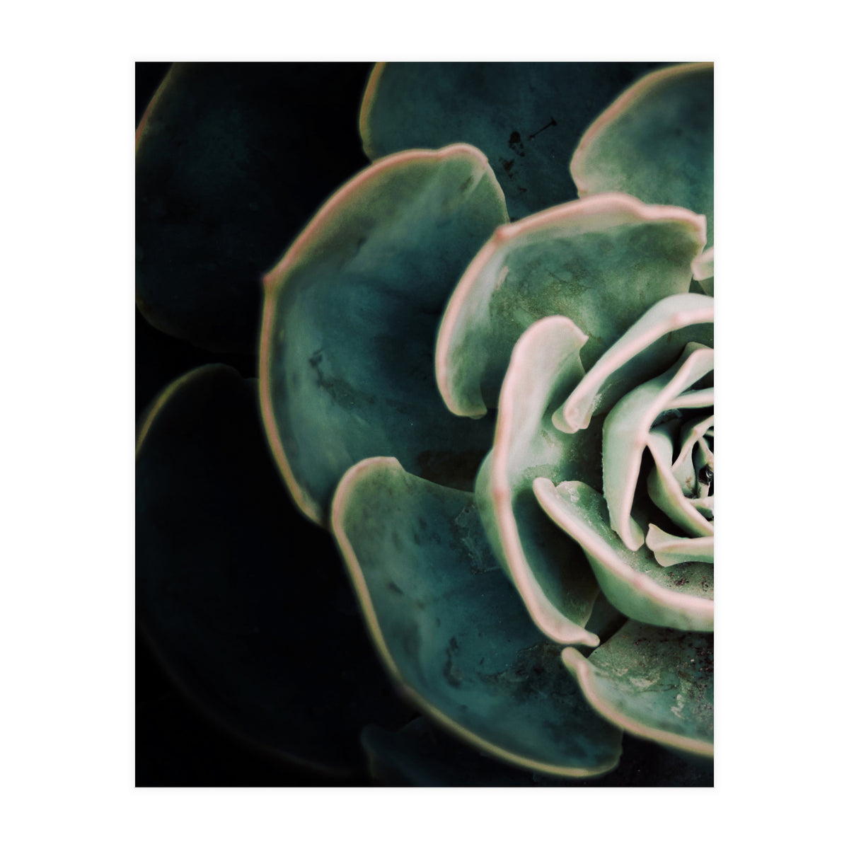 Darkside Of Succulents 4-E (Print Only)