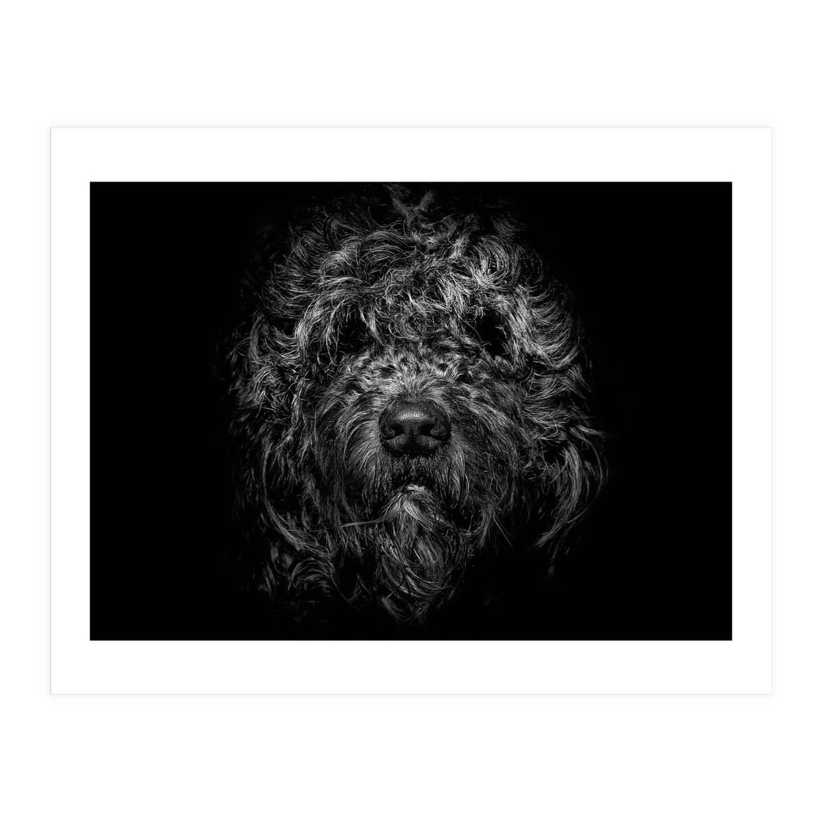 Ziggy Portrait No 1 (Print Only)