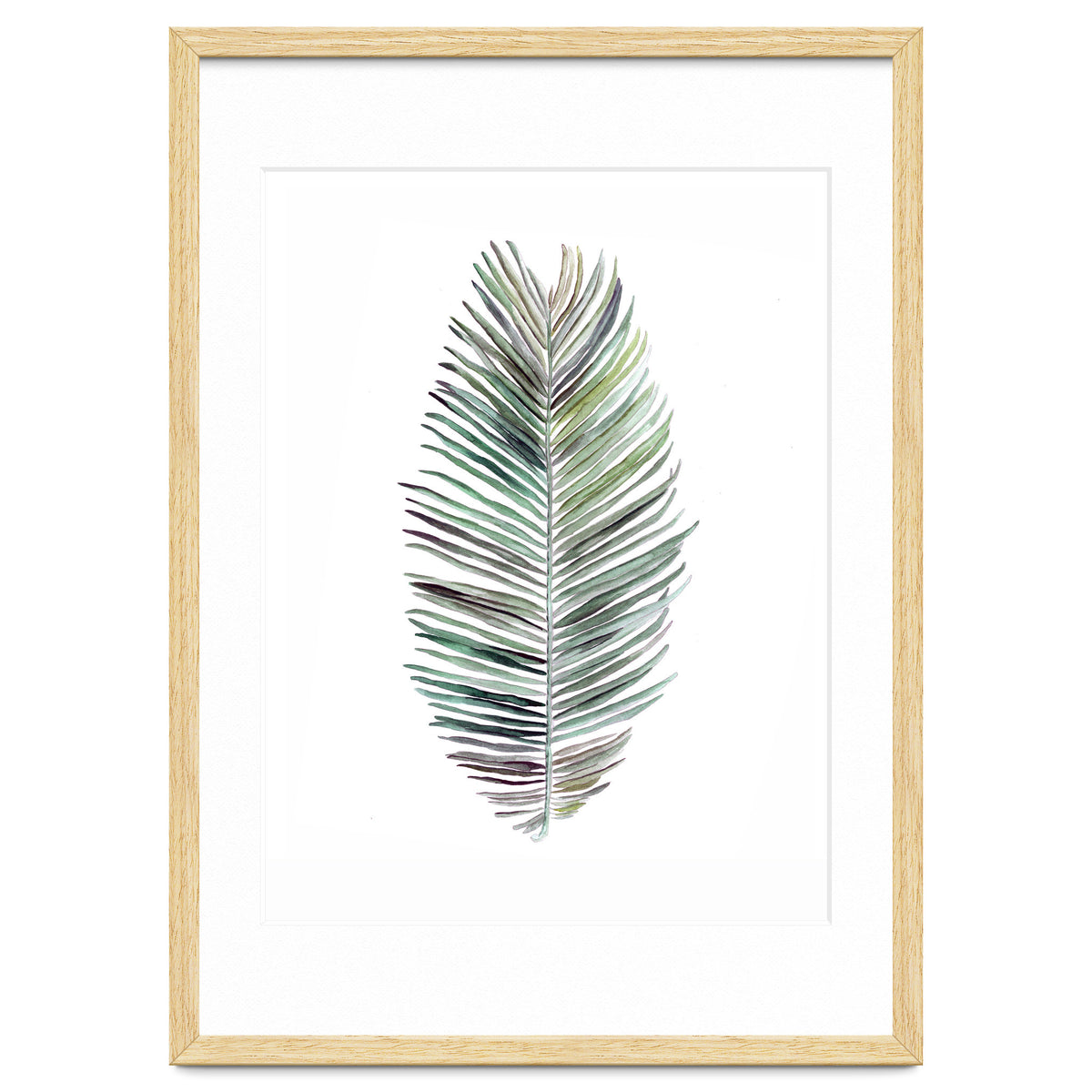Botanical Illustration Cocos Palm