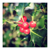 Holly berries  (Print Only) thumbnail