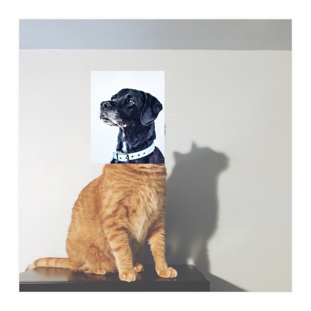 Domestic Animal (Print Only)