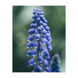 Blue Bells (Print Only) thumbnail