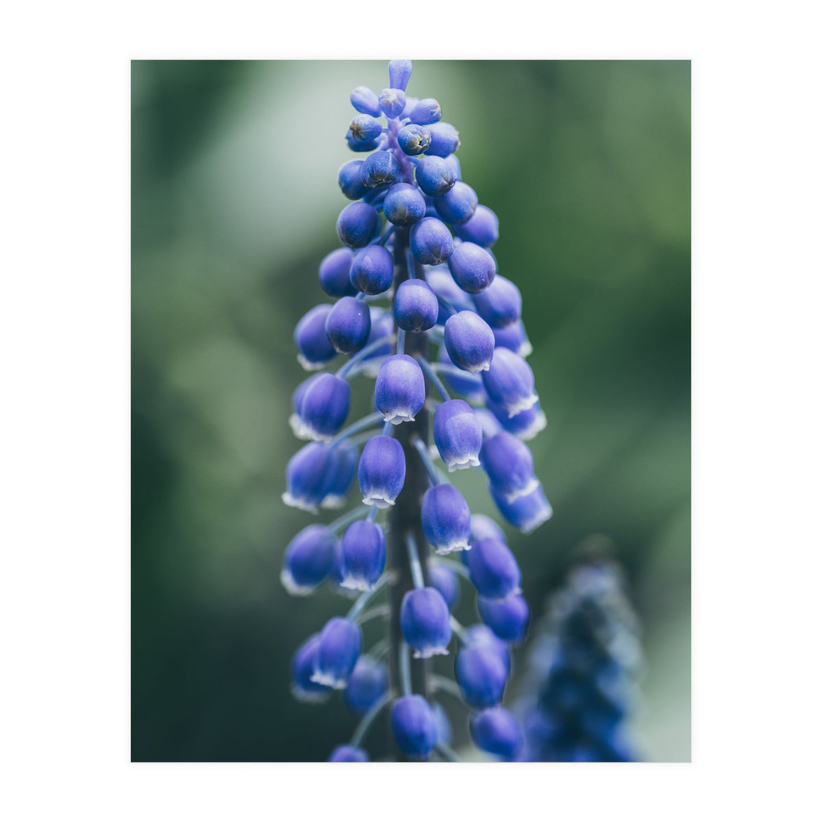 Blue Bells (Print Only)