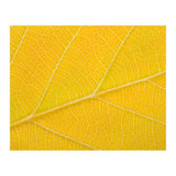 Autumn Leaf (Print Only) thumbnail