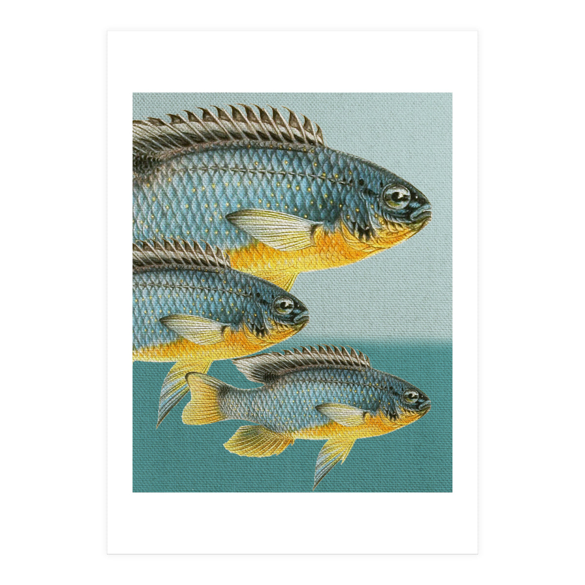 Fish Classic Designs 12 (Print Only)