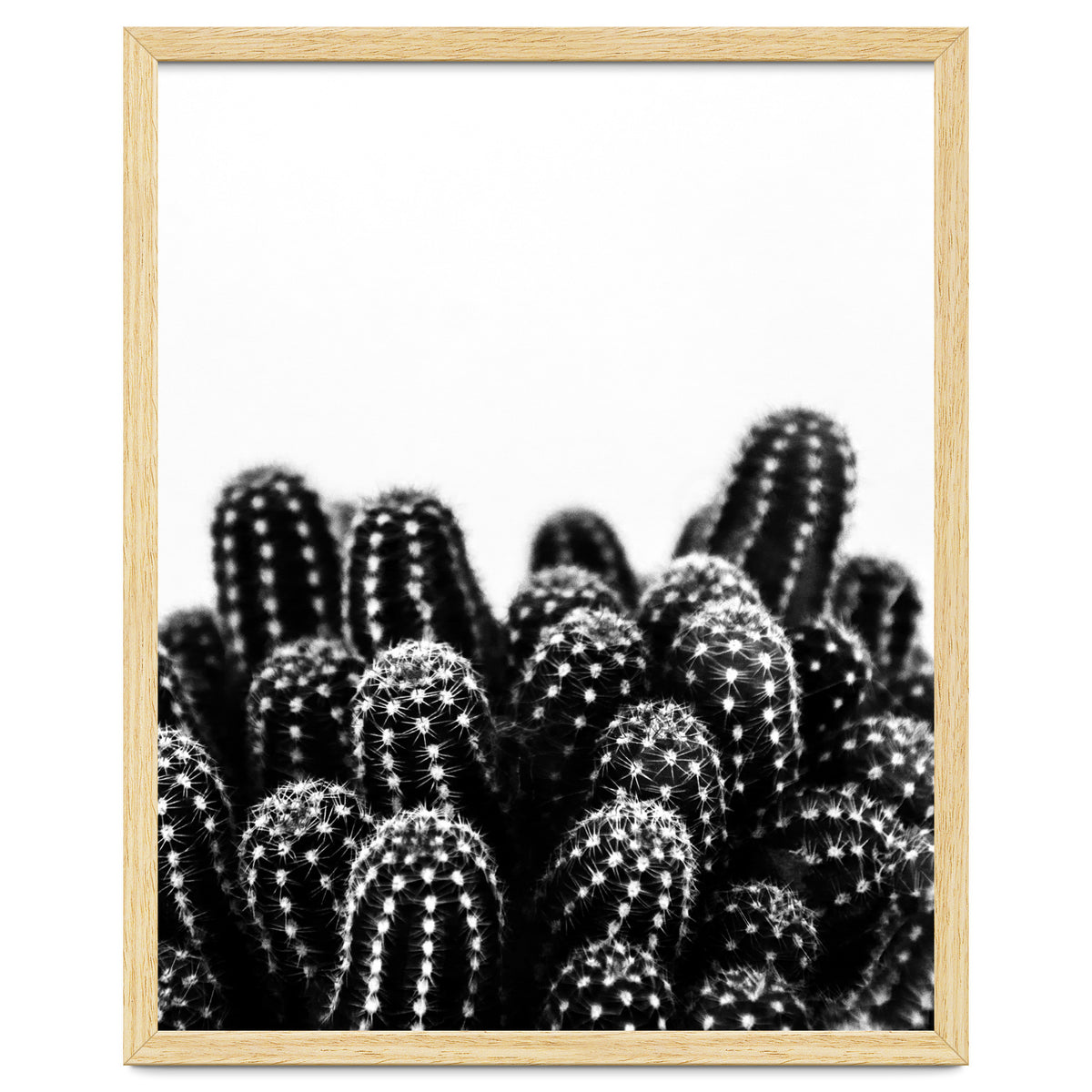 cactus nature X